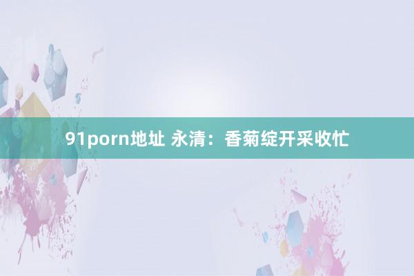 91porn地址 永清：香菊绽开采收忙