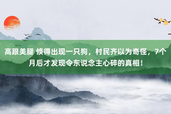 高跟美腿 倏得出现一只狗，村民齐以为奇怪，7个月后才发现令东说念主心碎的真相！